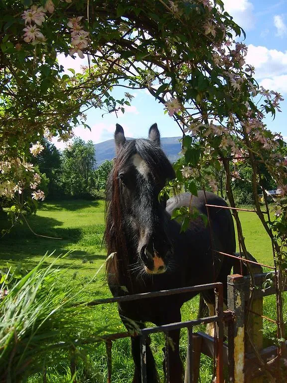 Carriglea House Bed & Breakfast Killarney